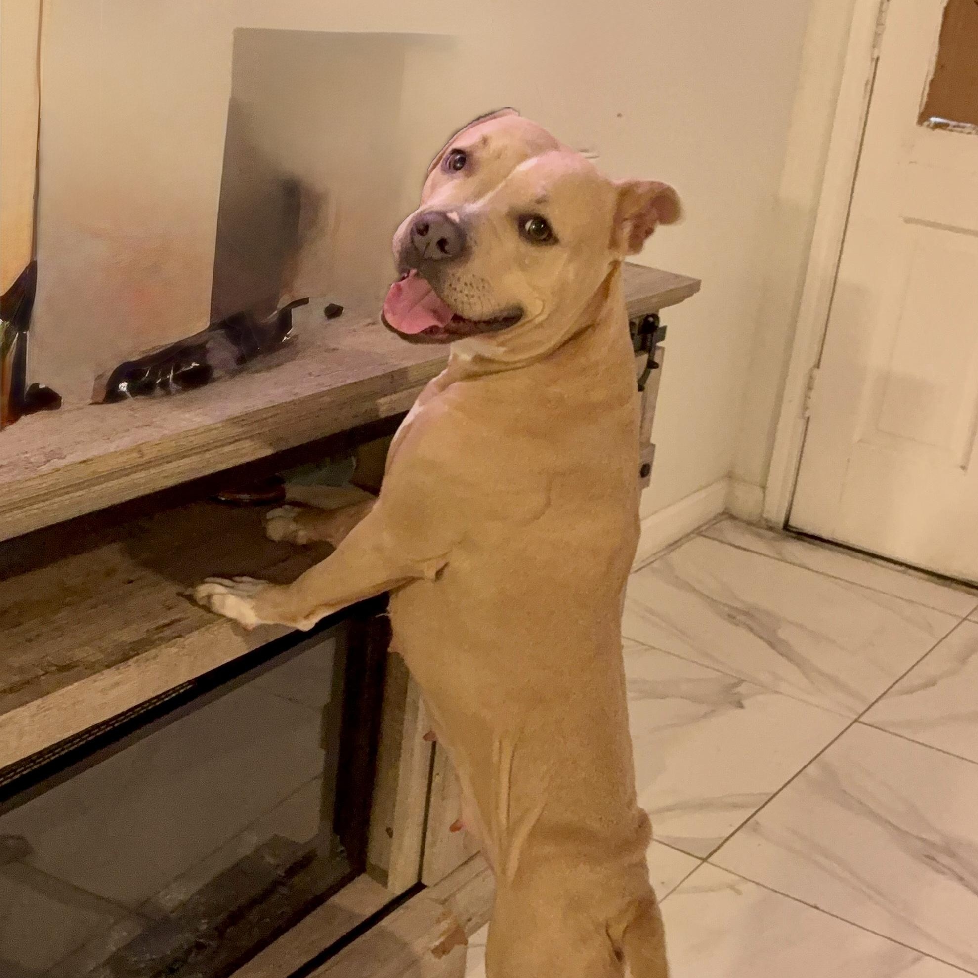 Latte, a Adoptable mixed breed in Houston, TX image 3/4