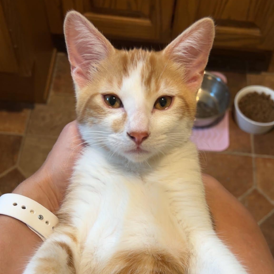 Pewee, ADOPTABLE, Kitten Male Domestic Short Hair.