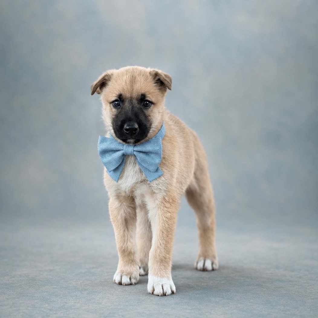 Enlarge Chance, a Adoptable mixed breed in Charlotte, NC image 1/6