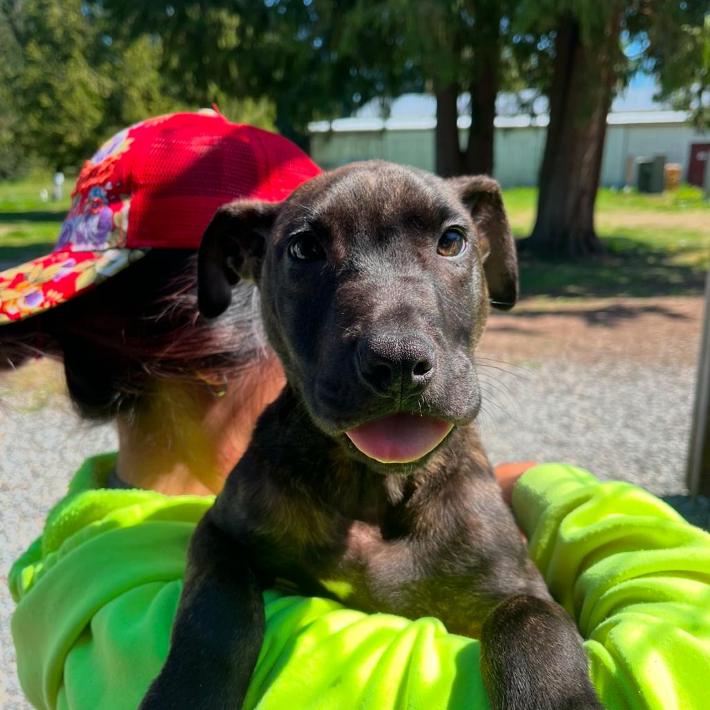 Gerard, Adoptable, Puppy Male Pit Bull Terrier.