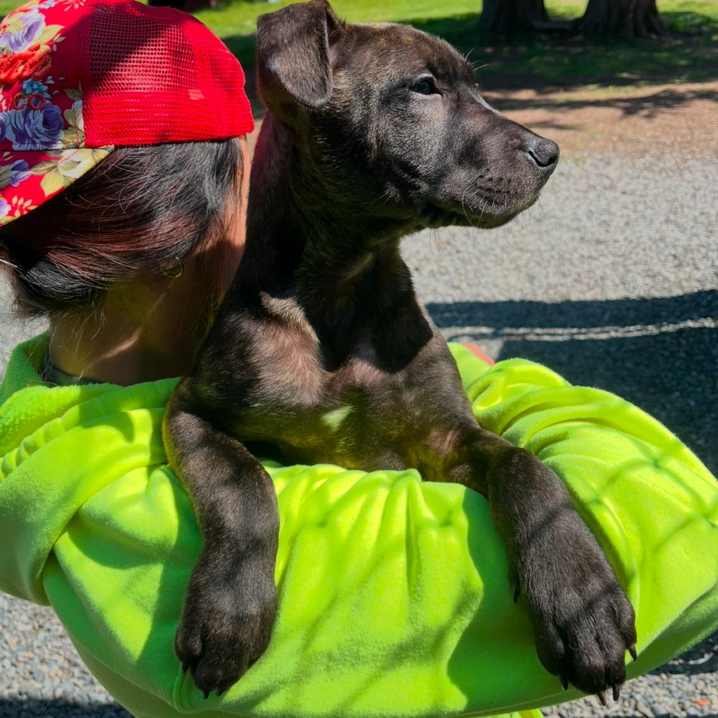 Enlarge Gerard, a Adoptable Pit Bull Terrier in Port Angeles, WA image 2/3