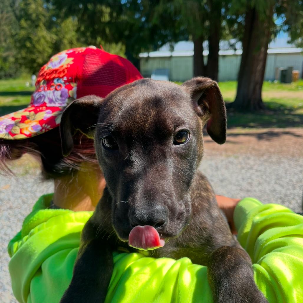 Enlarge Gerard, a Adoptable Pit Bull Terrier in Port Angeles, WA image 3/3