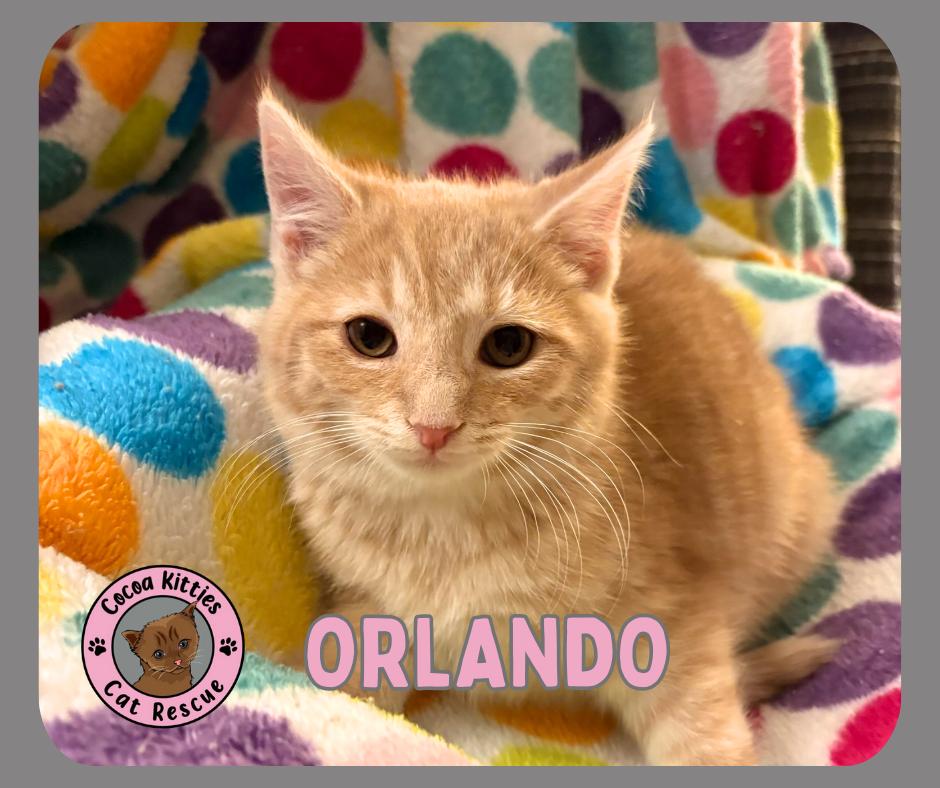 Enlarge Orlando, a Adopted mixed breed in Hershey, PA image 1/1