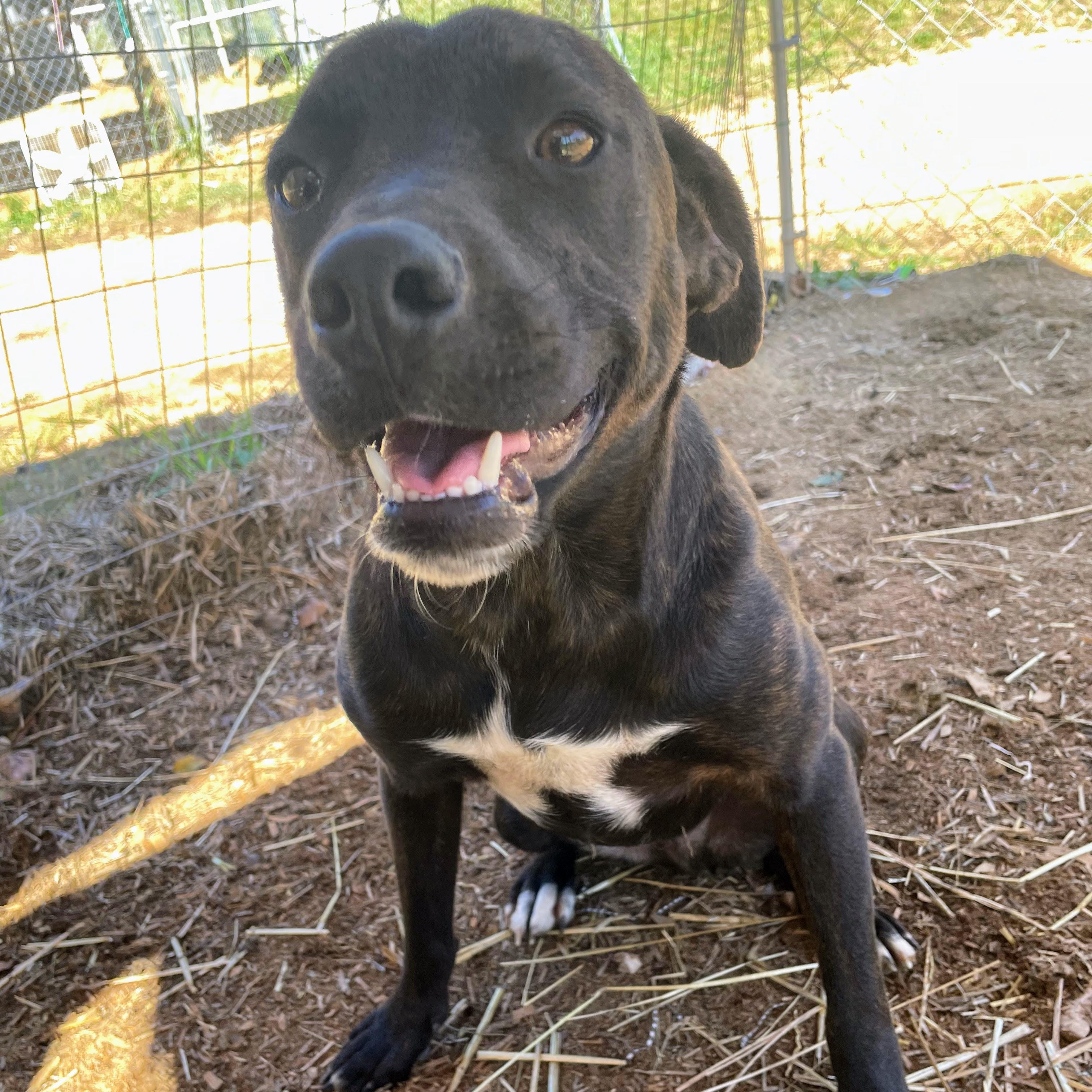 Carlos, Adoptable, Young Male Terrier.