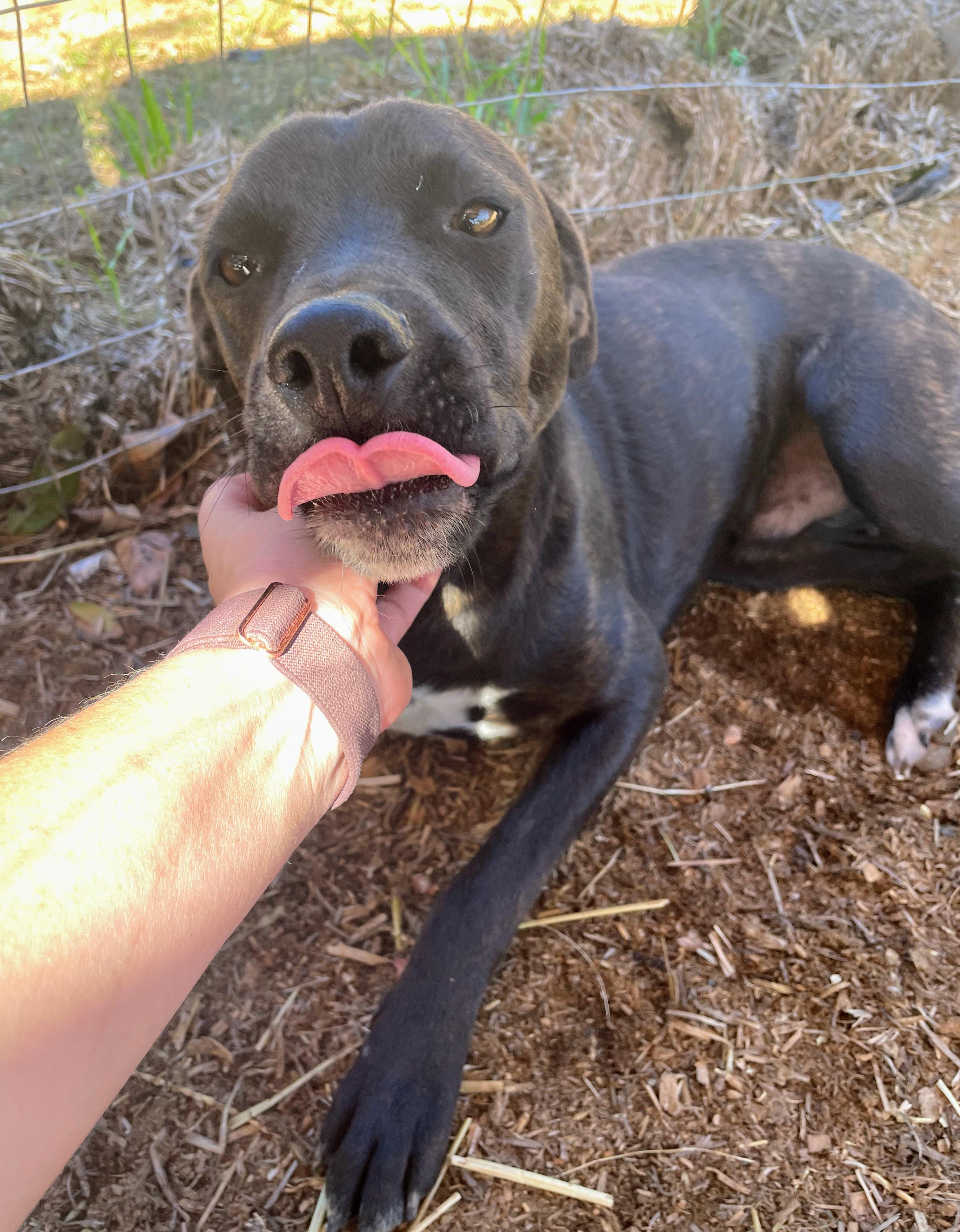 Enlarge Carlos, a Adoptable mixed breed in Bella Vista, AR image 2/3