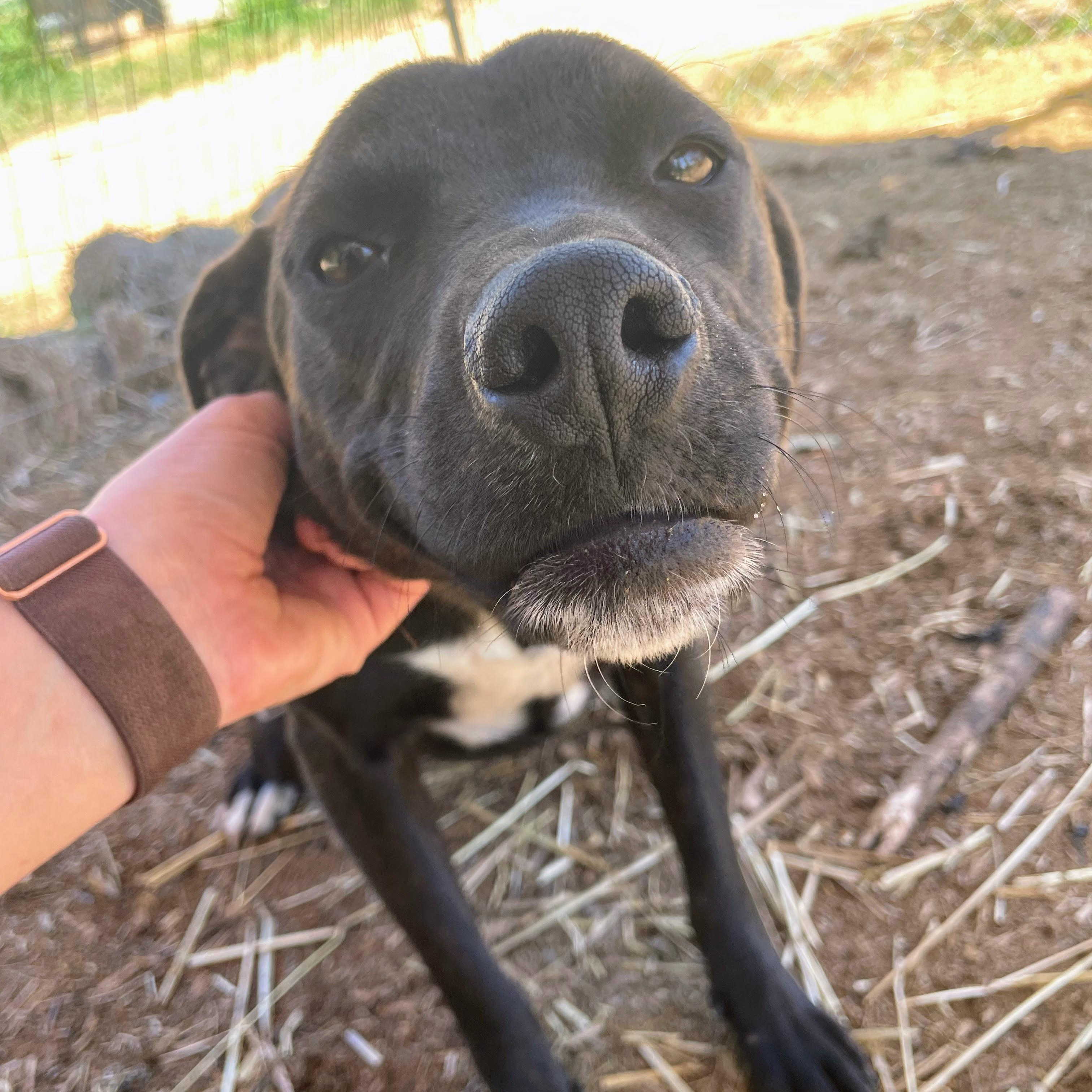 Enlarge Carlos, a Adoptable mixed breed in Bella Vista, AR image 3/3