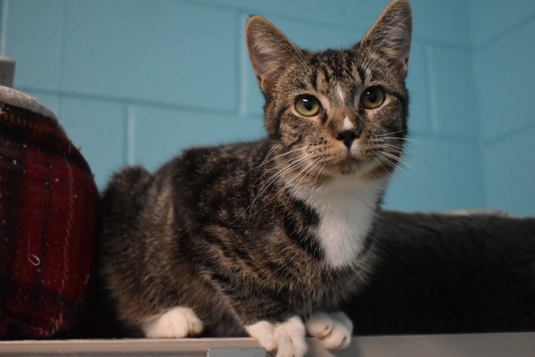 Thea, a Adoptable mixed breed in Milledgeville, GA image 1/4