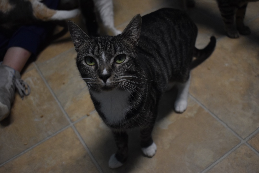 Thea, a Adoptable mixed breed in Milledgeville, GA image 2/4