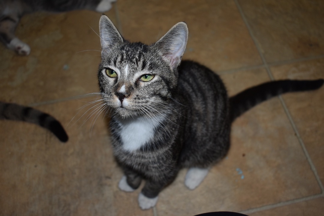 Thea, a Adoptable mixed breed in Milledgeville, GA image 3/4