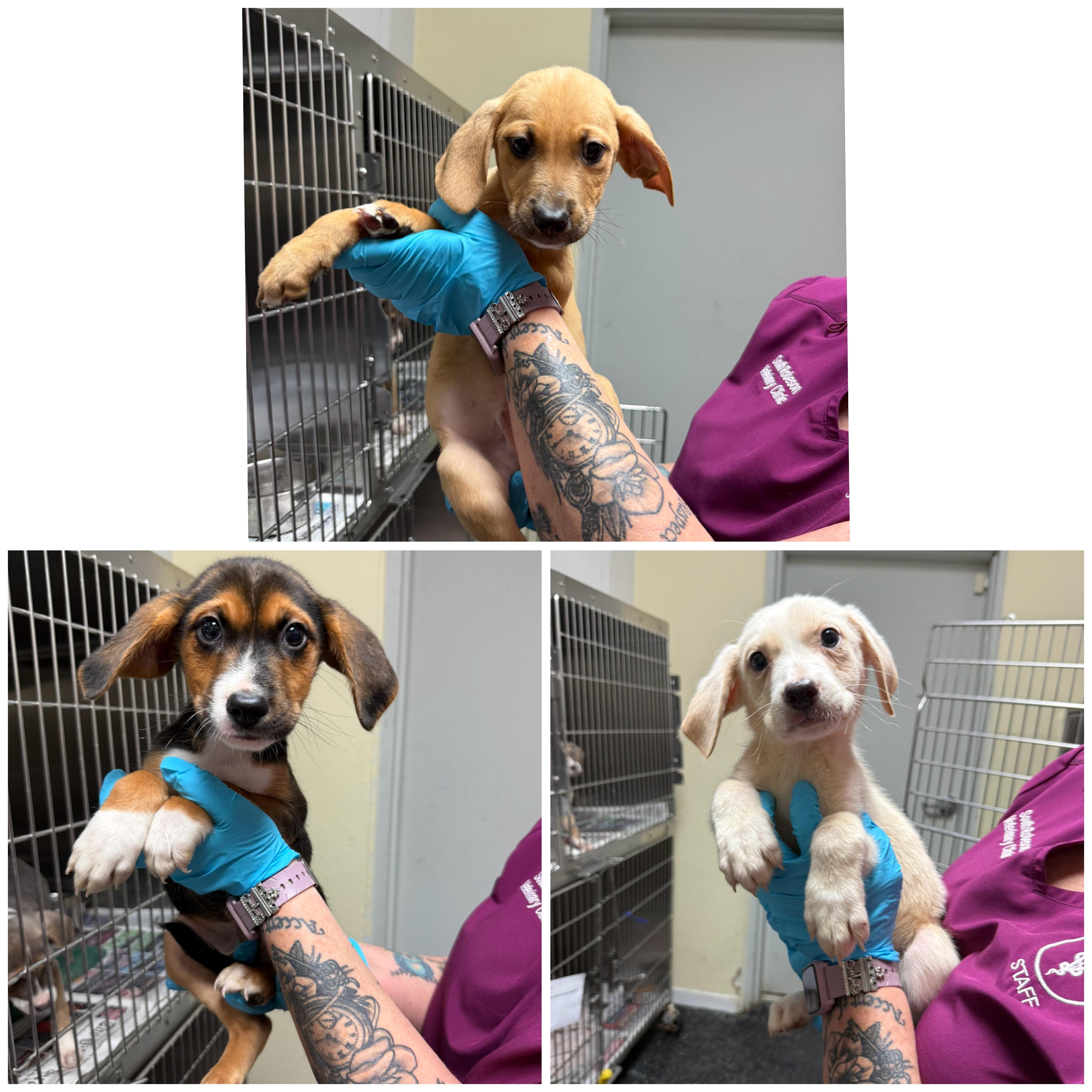 Meet the Musical Litter Boys - Bass, Banjo & Riff, an adoptable Mixed Breed, Hound in Bangor, ME, 04402 | Photo Image 1