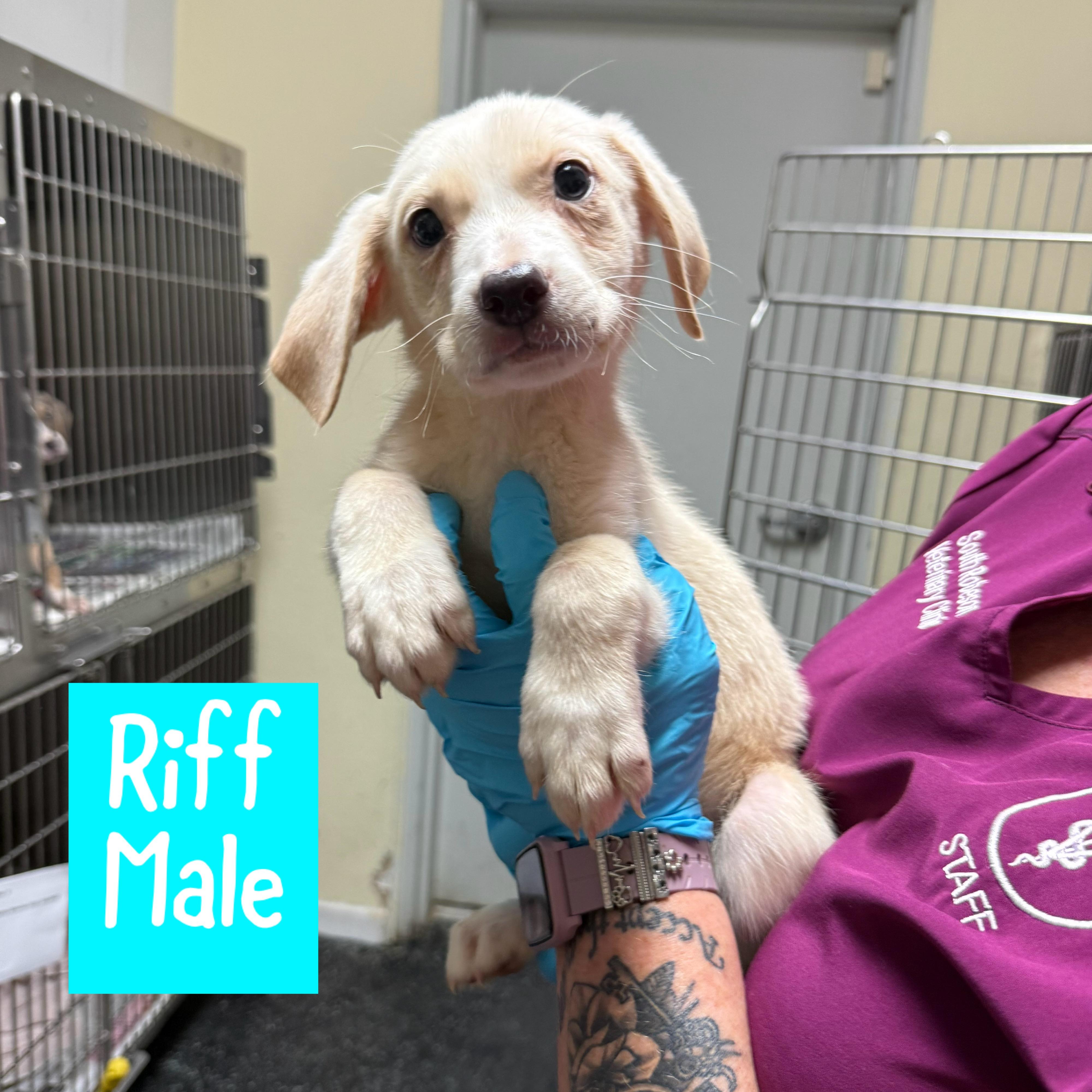 Meet the Musical Litter Boys - Bass, Banjo & Riff, an adoptable Mixed Breed, Hound in Bangor, ME, 04402 | Photo Image 4