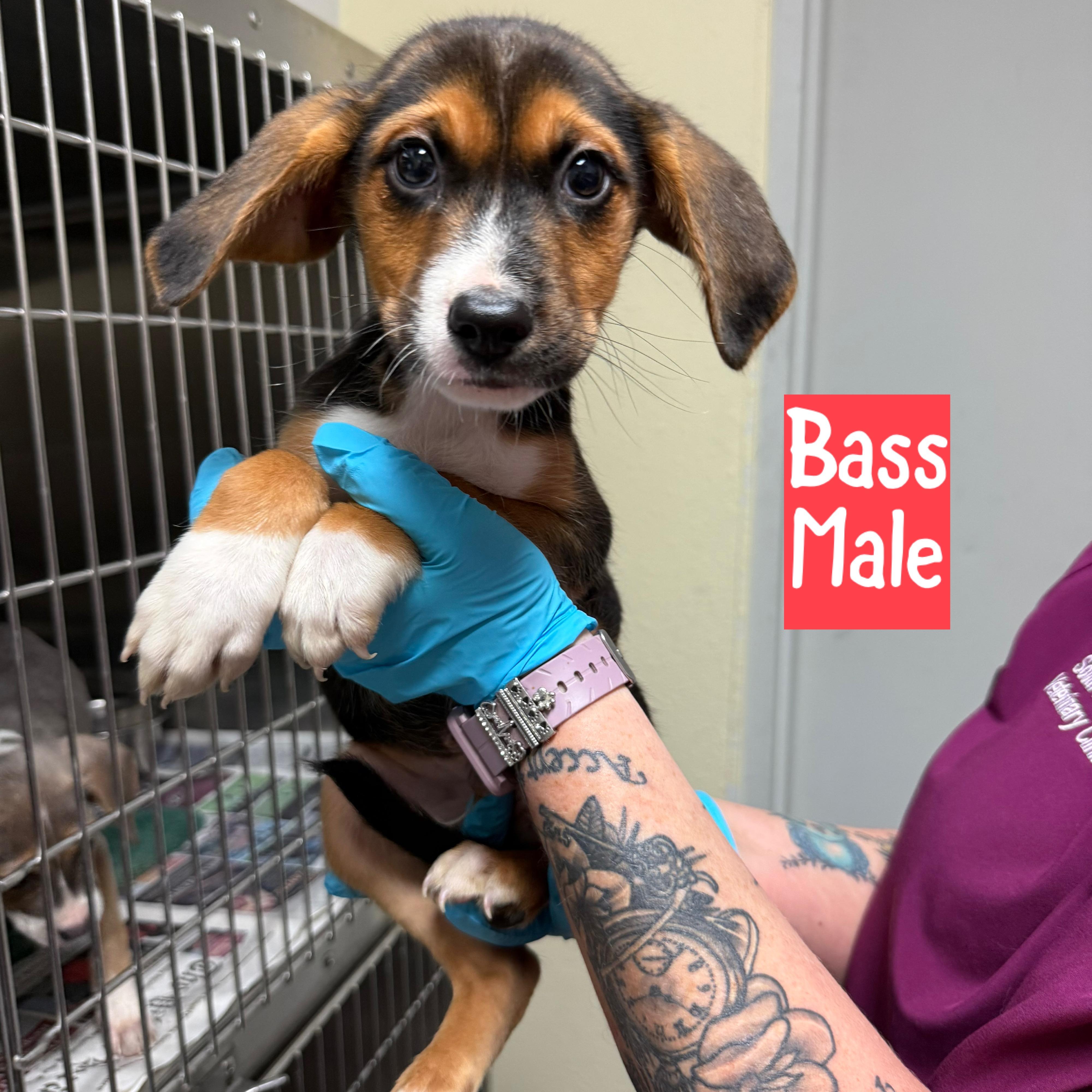 Meet the Musical Litter Boys - Bass, Banjo & Riff, an adoptable Mixed Breed, Hound in Bangor, ME, 04402 | Photo Image 3