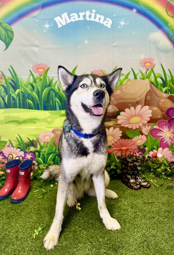 Enlarge Martina, a ADOPTABLE mixed breed in Warren, NJ image 3/6