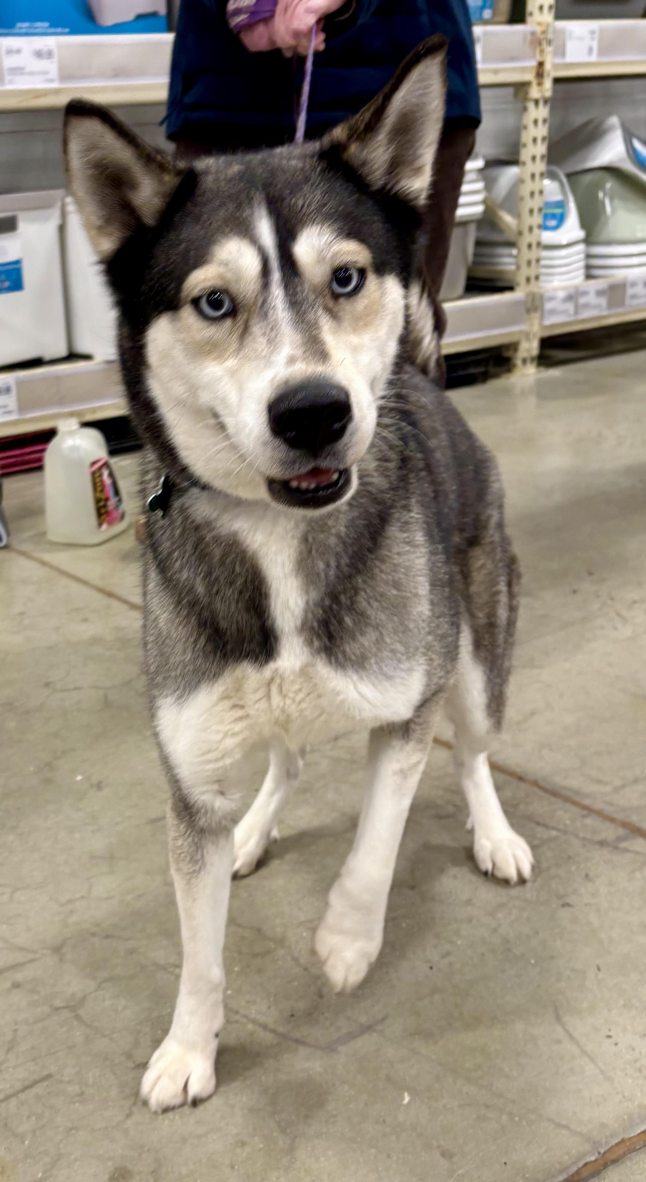 Martina, ADOPTABLE, Young Female Husky & German Shepherd Dog.