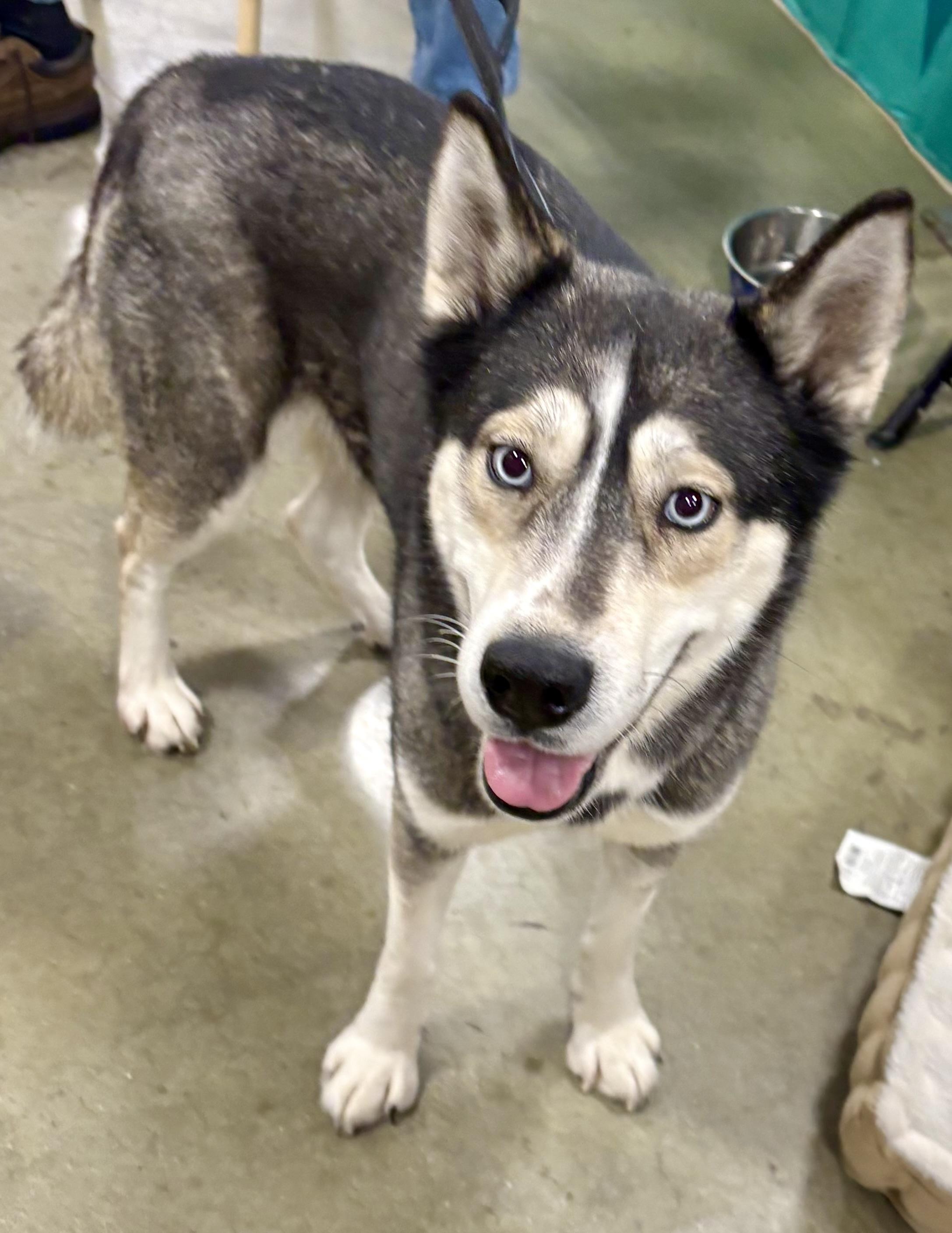 Martina, a ADOPTABLE mixed breed in Warren, NJ image 2/6