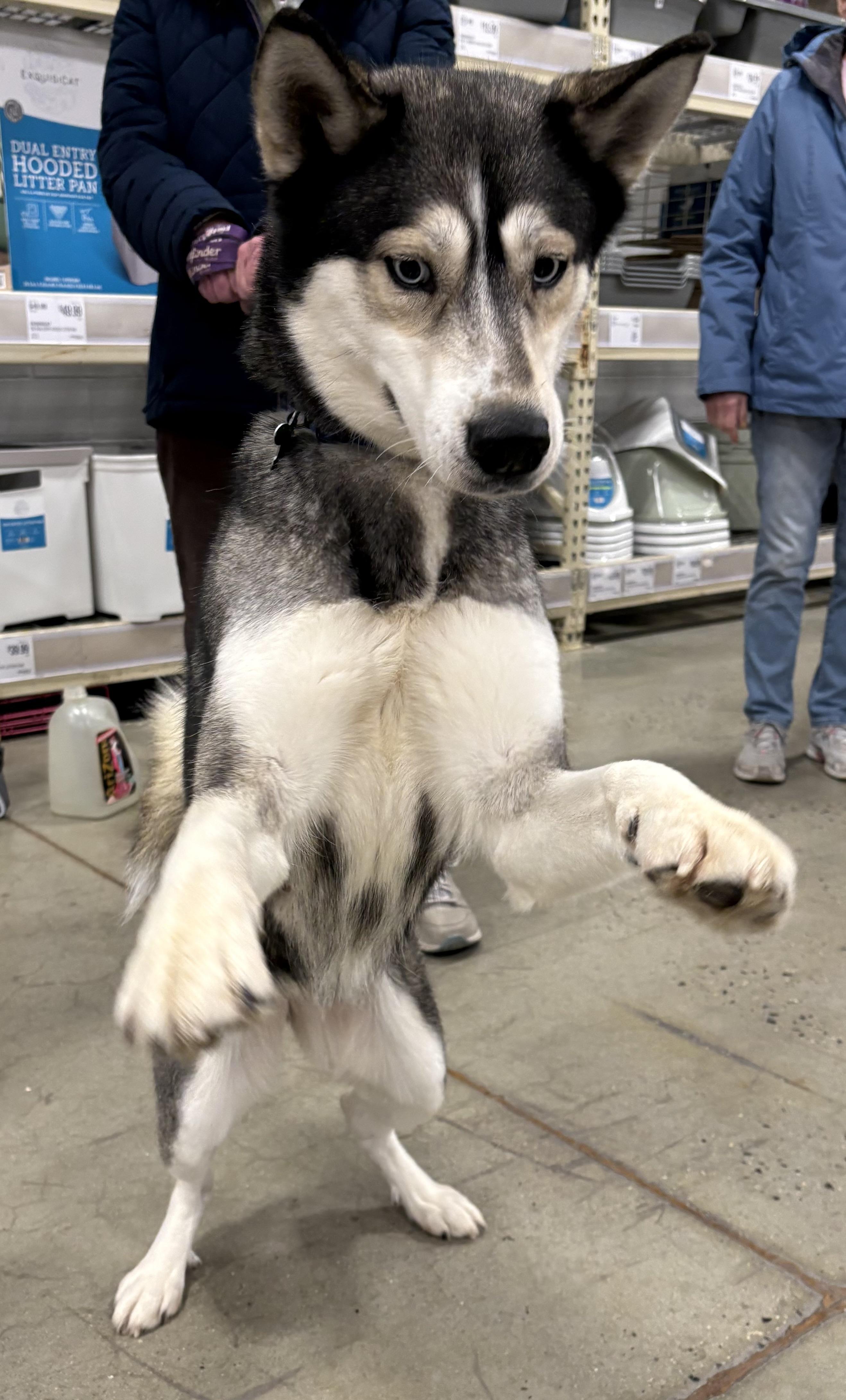 Enlarge Martina, a ADOPTABLE mixed breed in Warren, NJ image 6/6