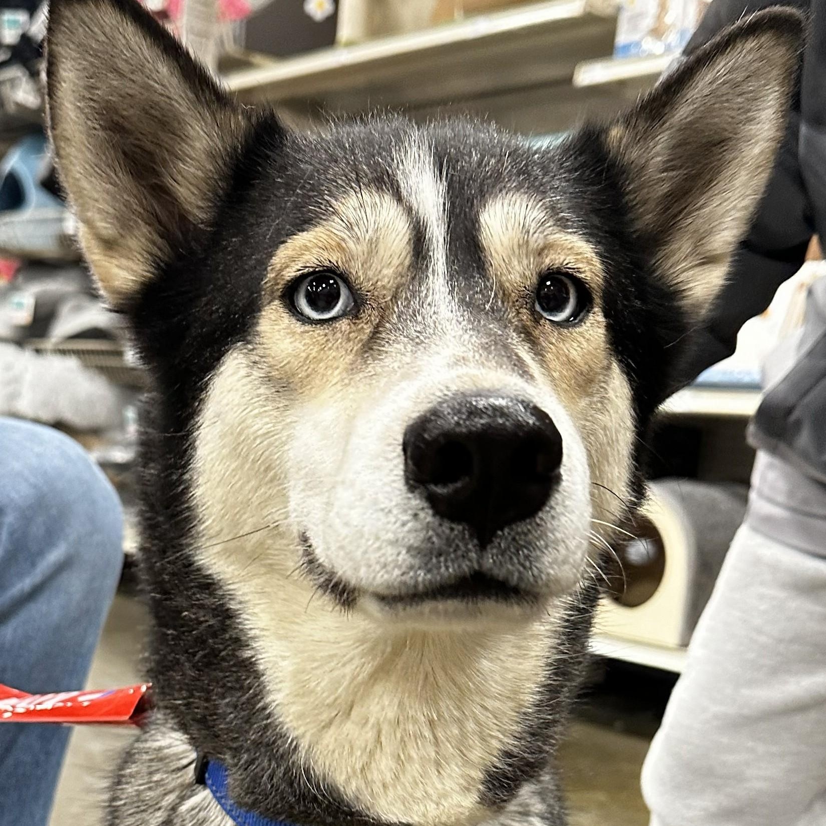 Martina, a ADOPTABLE mixed breed in Warren, NJ image 6/6