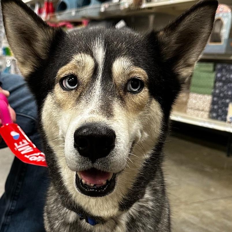 Martina, a ADOPTABLE mixed breed in Warren, NJ image 3/6