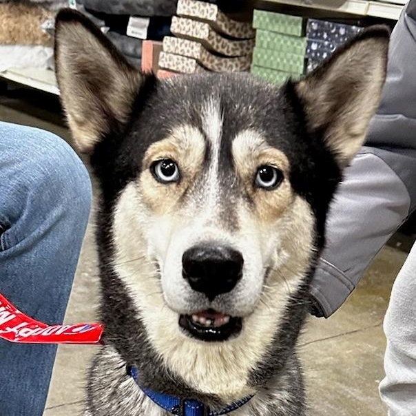 Martina, a ADOPTABLE mixed breed in Warren, NJ image 1/6