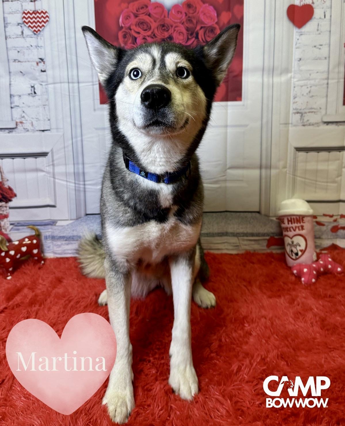 Martina, ADOPTABLE, Young Female Husky & German Shepherd Dog.