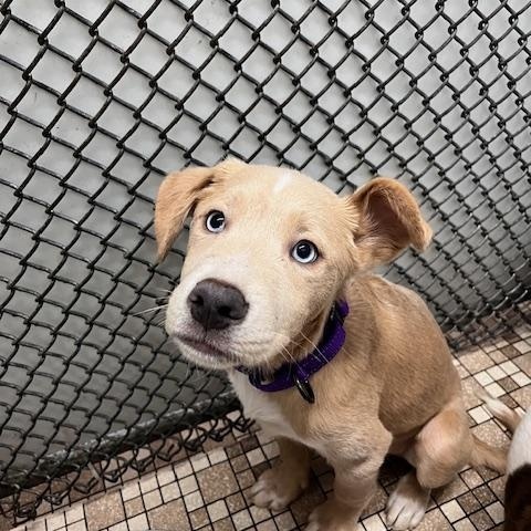 Grogu, adopted, Puppy Male Husky.