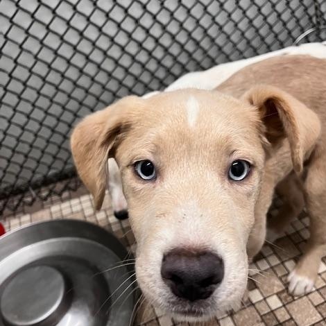 Enlarge Grogu, an adopted mixed breed in Honesdale, PA image 2/2