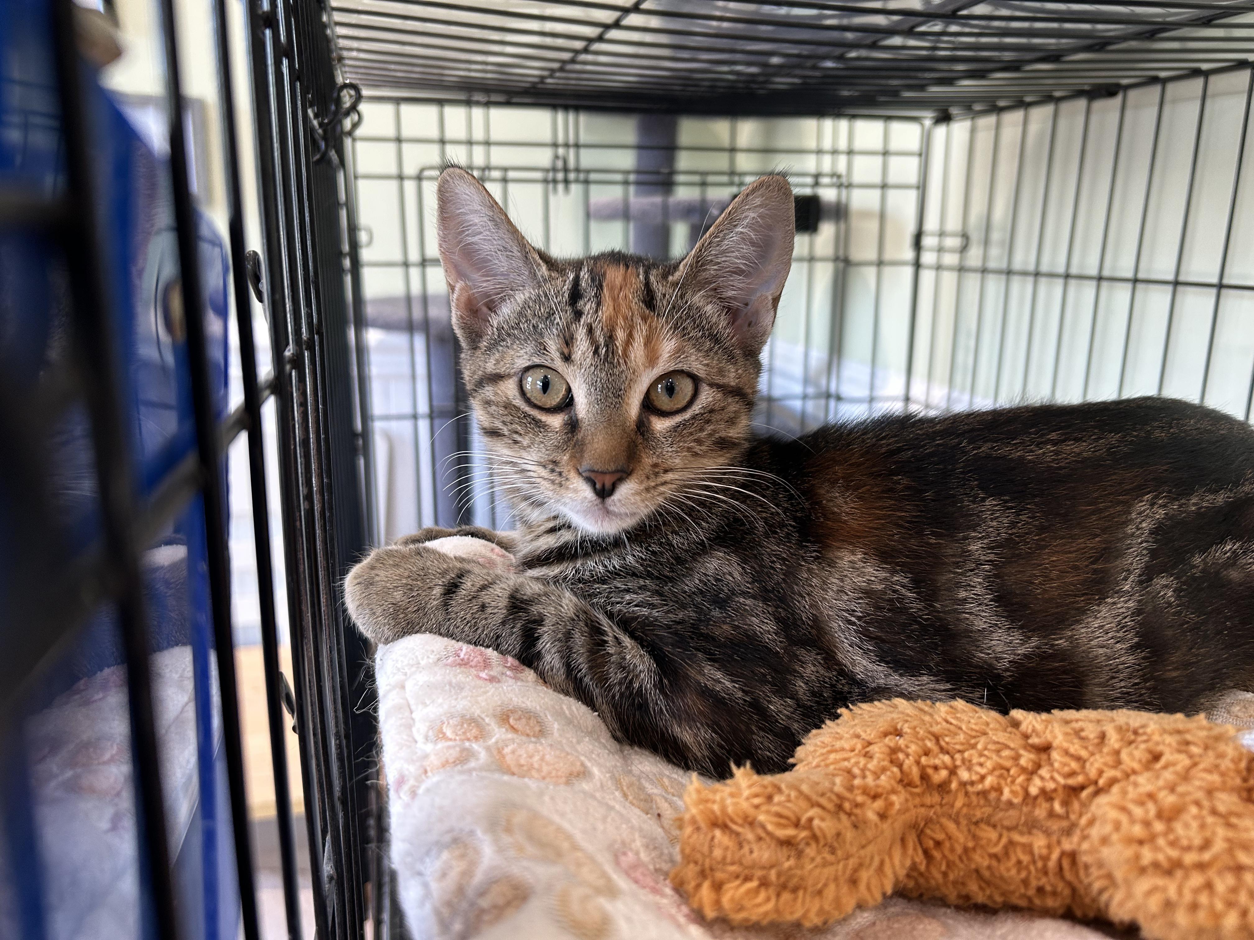 Olive, adopted, Kitten Female Domestic Short Hair.