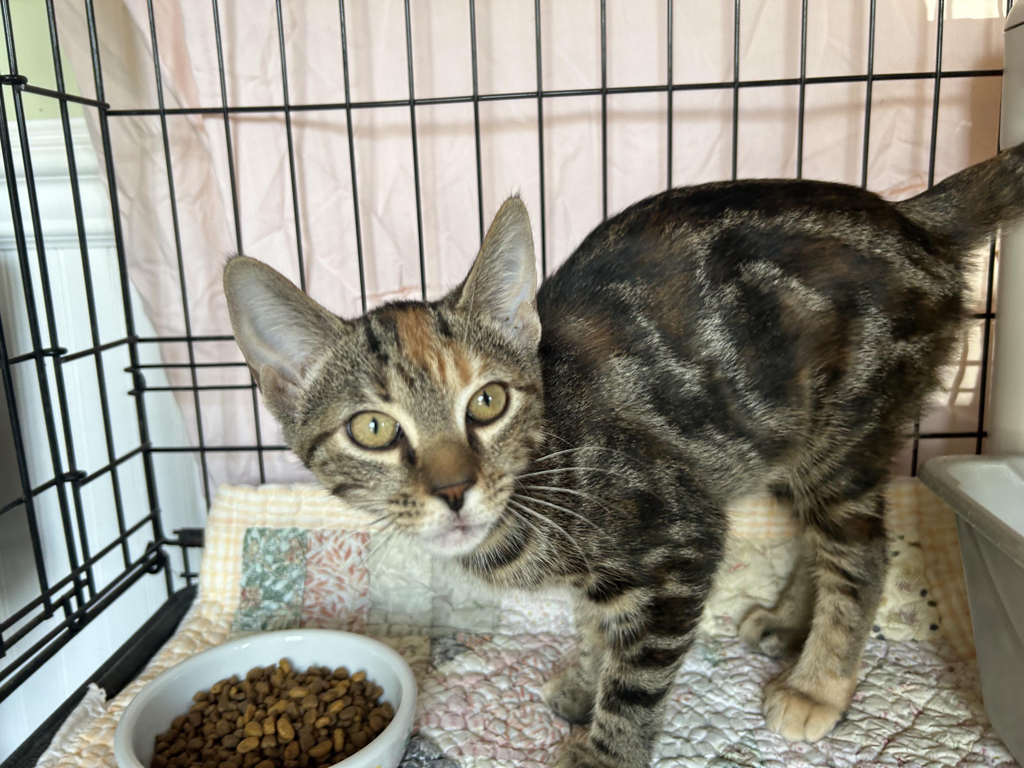 Olive, an adopted Domestic Short Hair in Cape May, NJ image 3/3