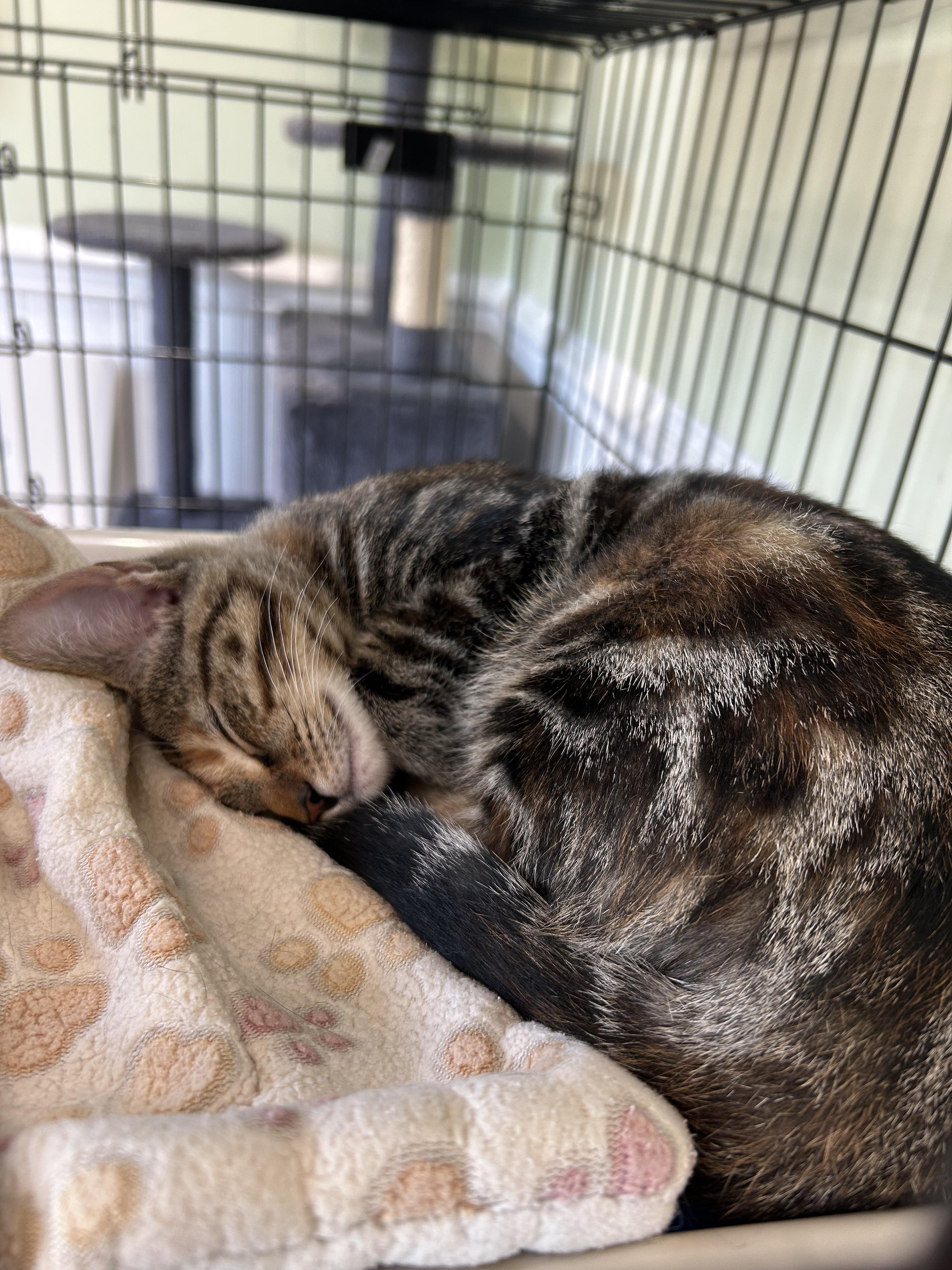 Olive, an adopted Domestic Short Hair in Cape May, NJ image 2/3