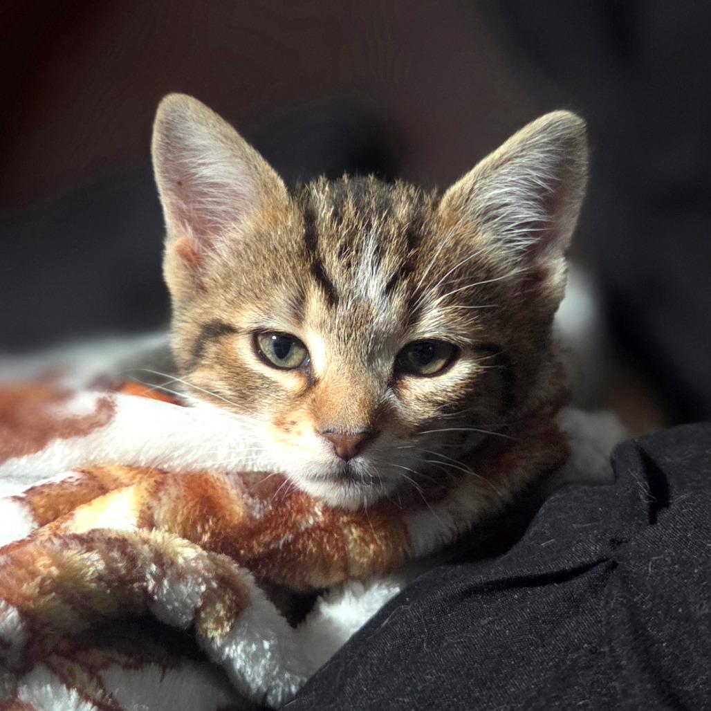 Cinnamon, Adoptable, Kitten Female Domestic Short Hair.