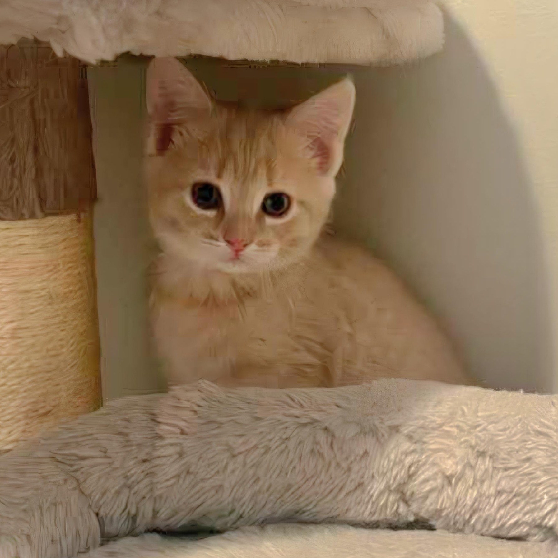 Amos Hart, Adoptable, Kitten Male Domestic Short Hair & Tabby.