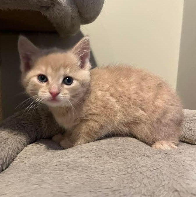 Amos Hart, a Adoptable mixed breed in Kentwood, MI image 4/4
