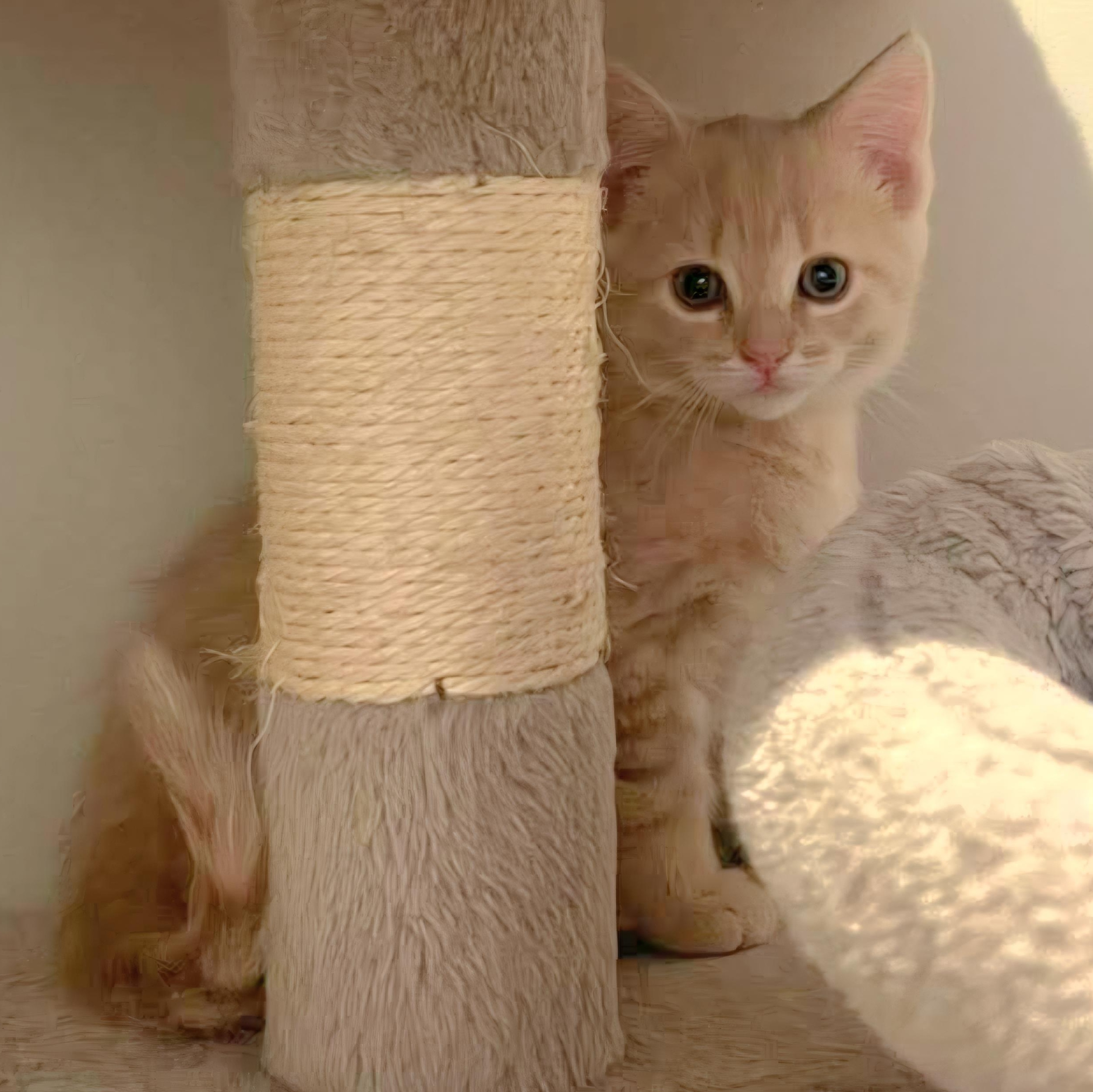 Amos Hart, a Adoptable mixed breed in Kentwood, MI image 2/4