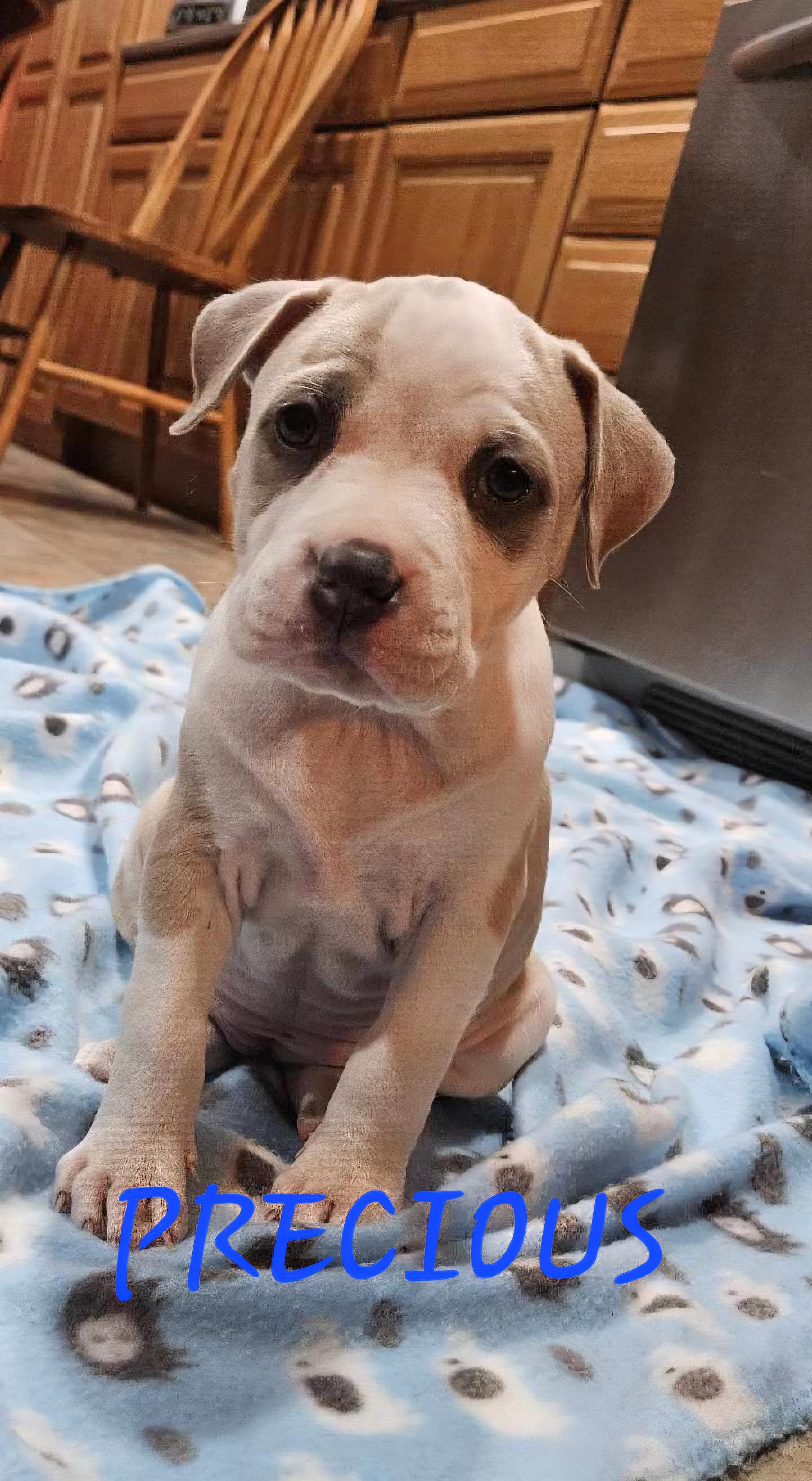 Enlarge Precious , an adopted mixed breed in Momence, IL image 1/1