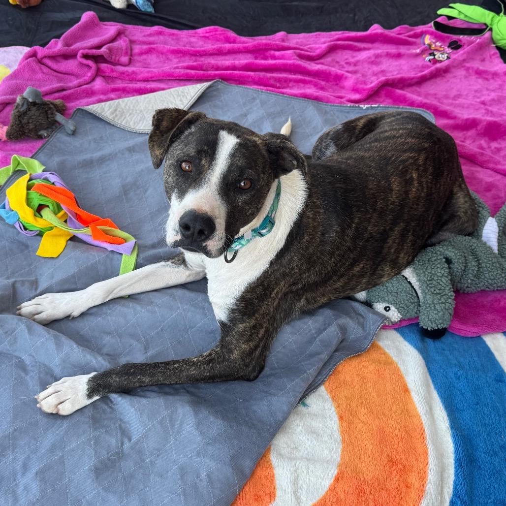 Shane, Adoptable, Adult Male Pit Bull Terrier & Cattle Dog.