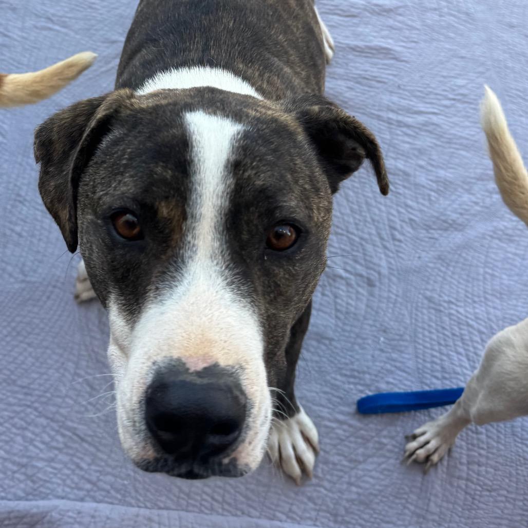 Shane, a Adoptable mixed breed in Phoenix, AZ image 2/5