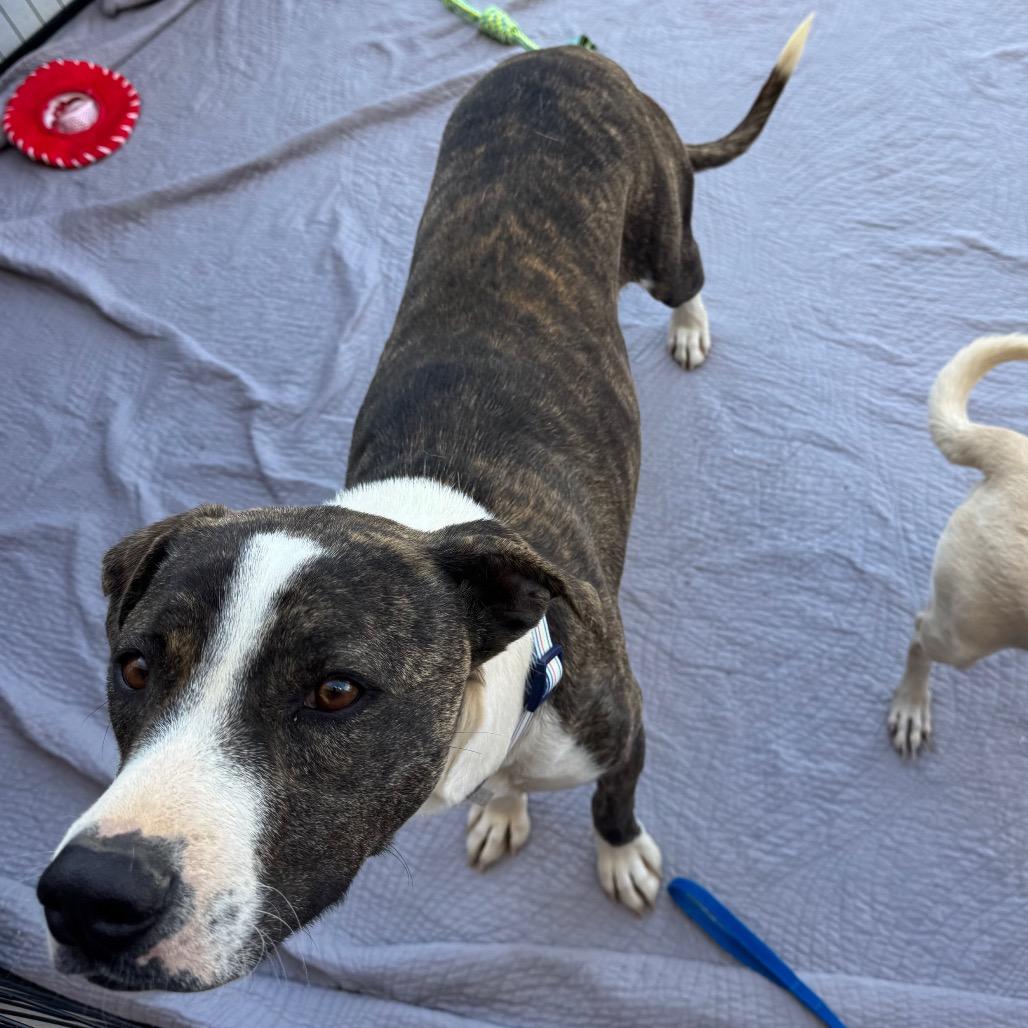 Shane, a Adoptable mixed breed in Phoenix, AZ image 3/5