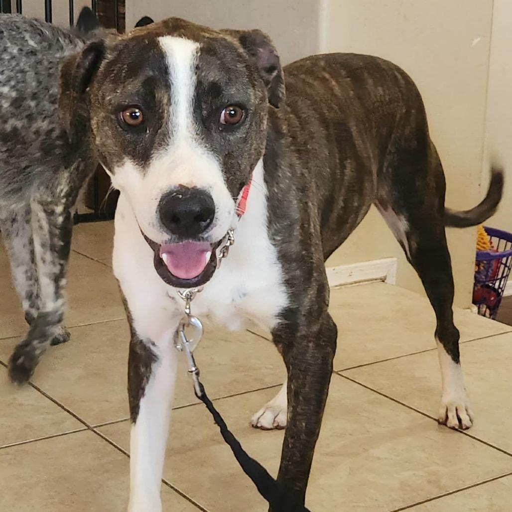 Shane, a Adoptable mixed breed in Phoenix, AZ image 4/5