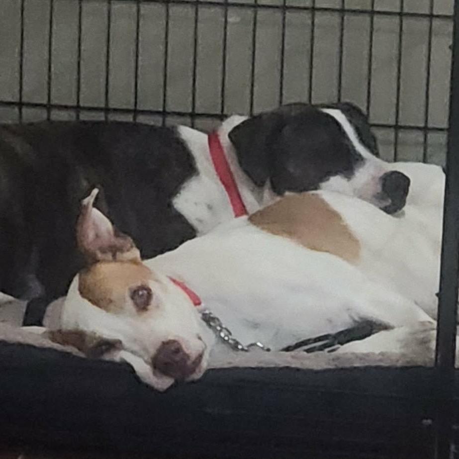 Shane, a Adoptable mixed breed in Phoenix, AZ image 5/5