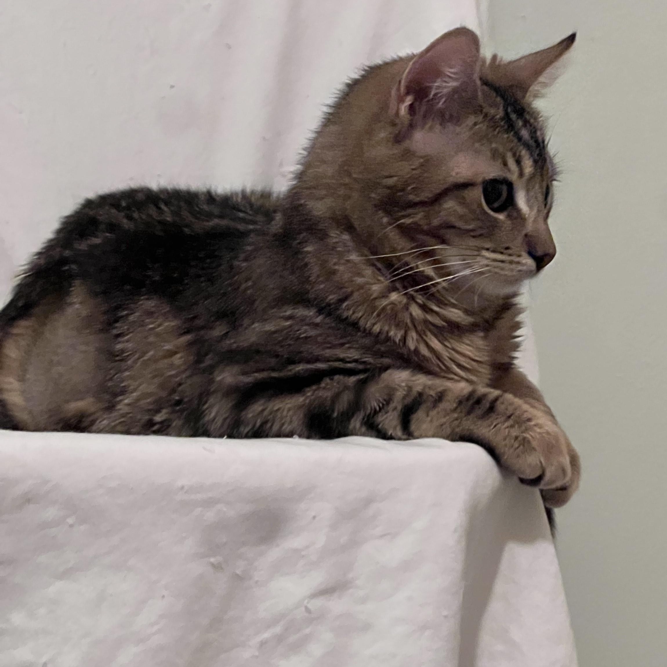 Enlarge Matteo, an adopted Oriental Tabby in Oceanside, CA image 4/4