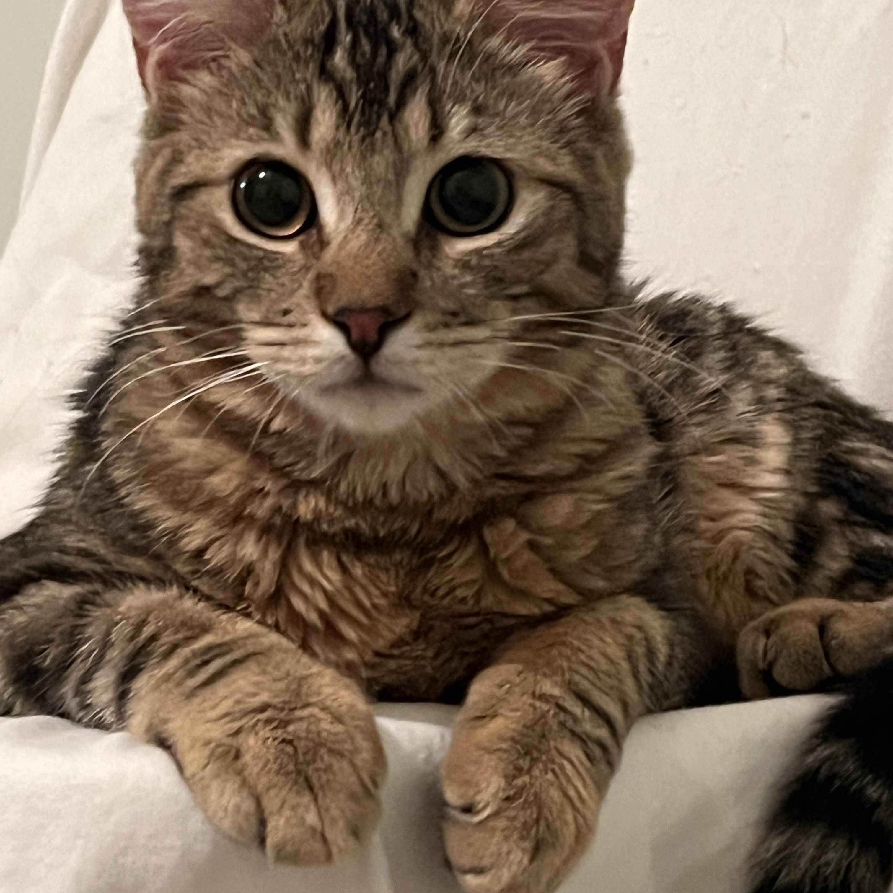 Enlarge Matteo, an adopted Oriental Tabby in Oceanside, CA image 2/4