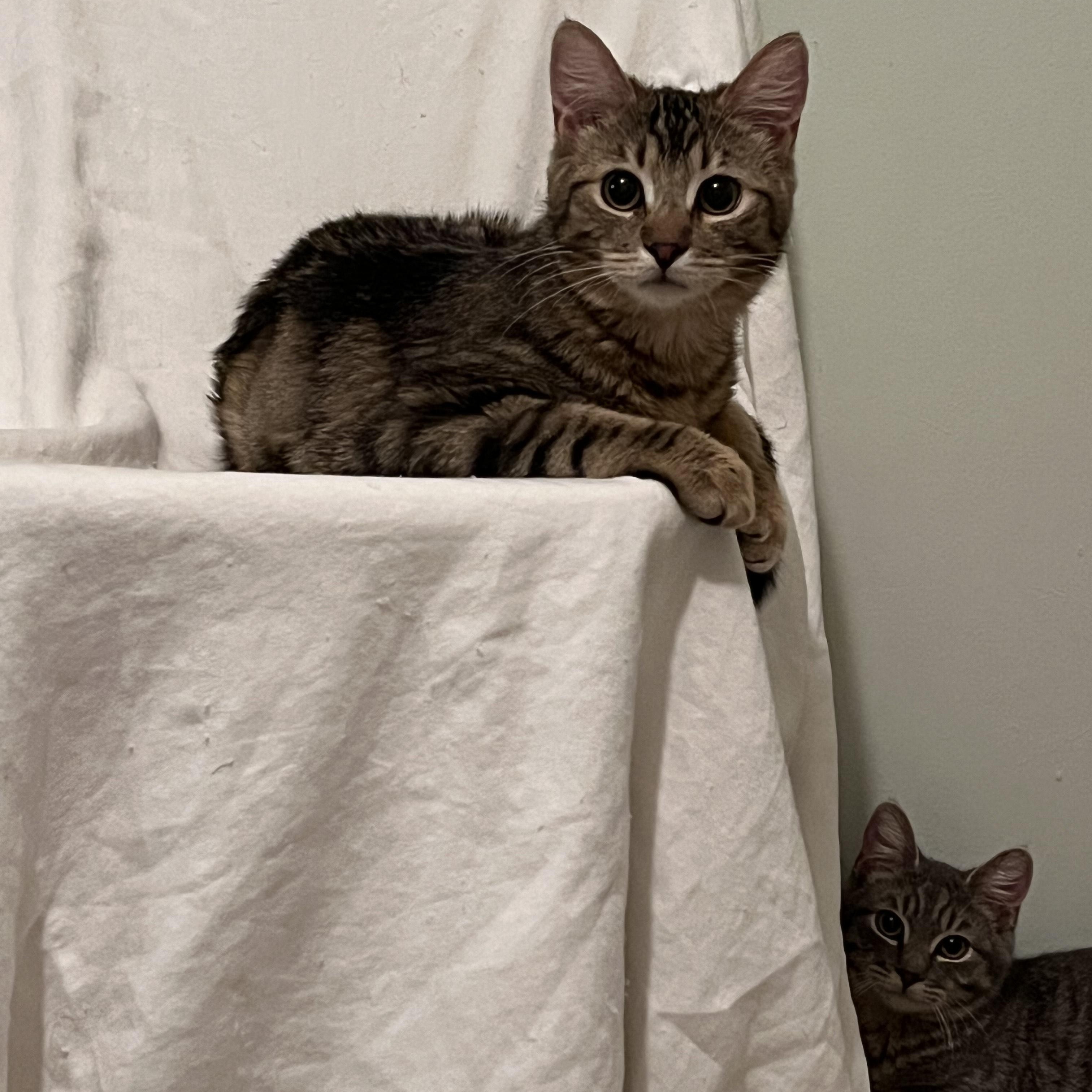 Enlarge Matteo, an adopted Oriental Tabby in Oceanside, CA image 1/4