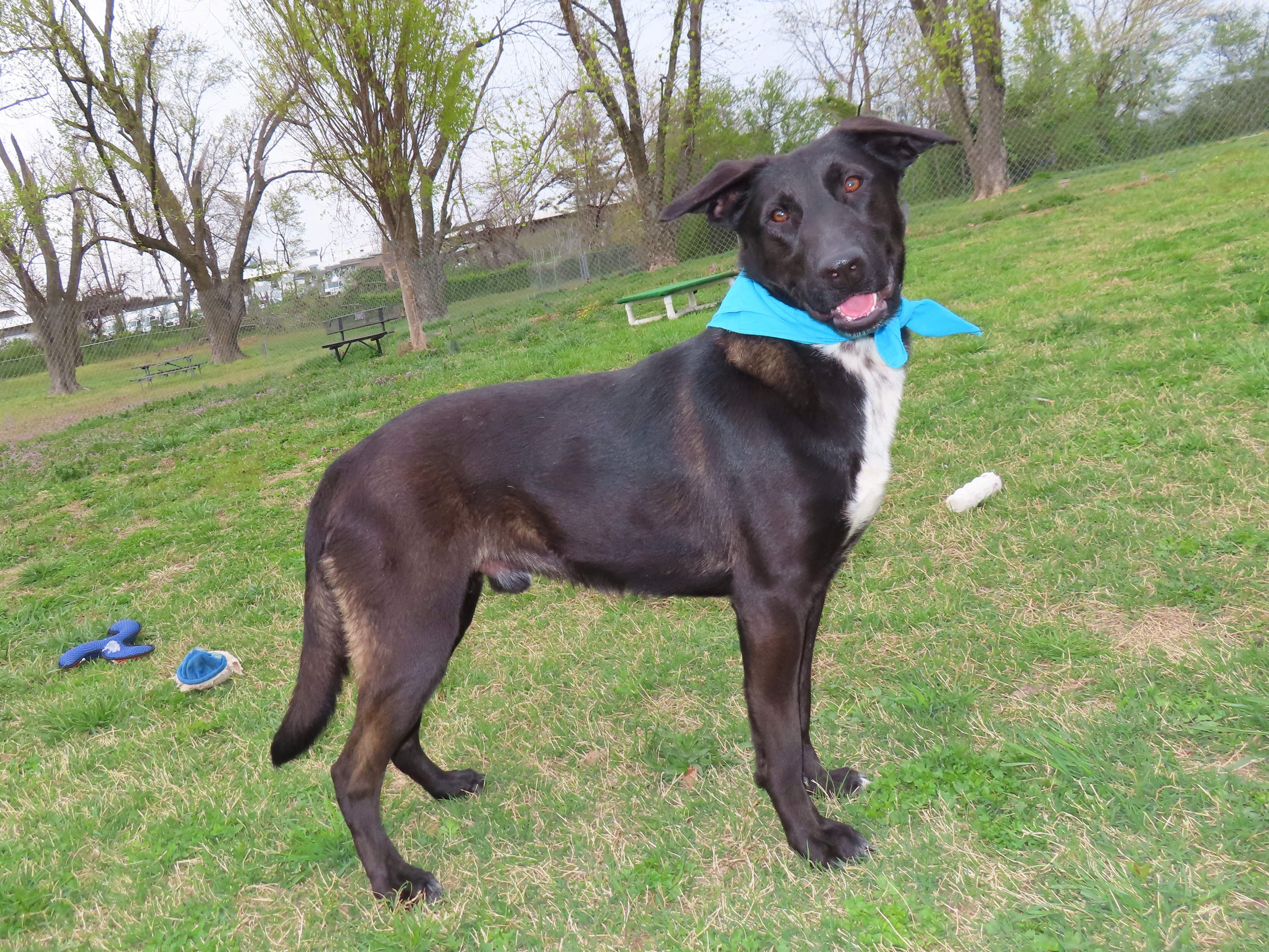 Ayden, an adoptable Black Labrador Retriever, Dutch Shepherd in St. Cloud, MN, 56301 | Photo Image 1