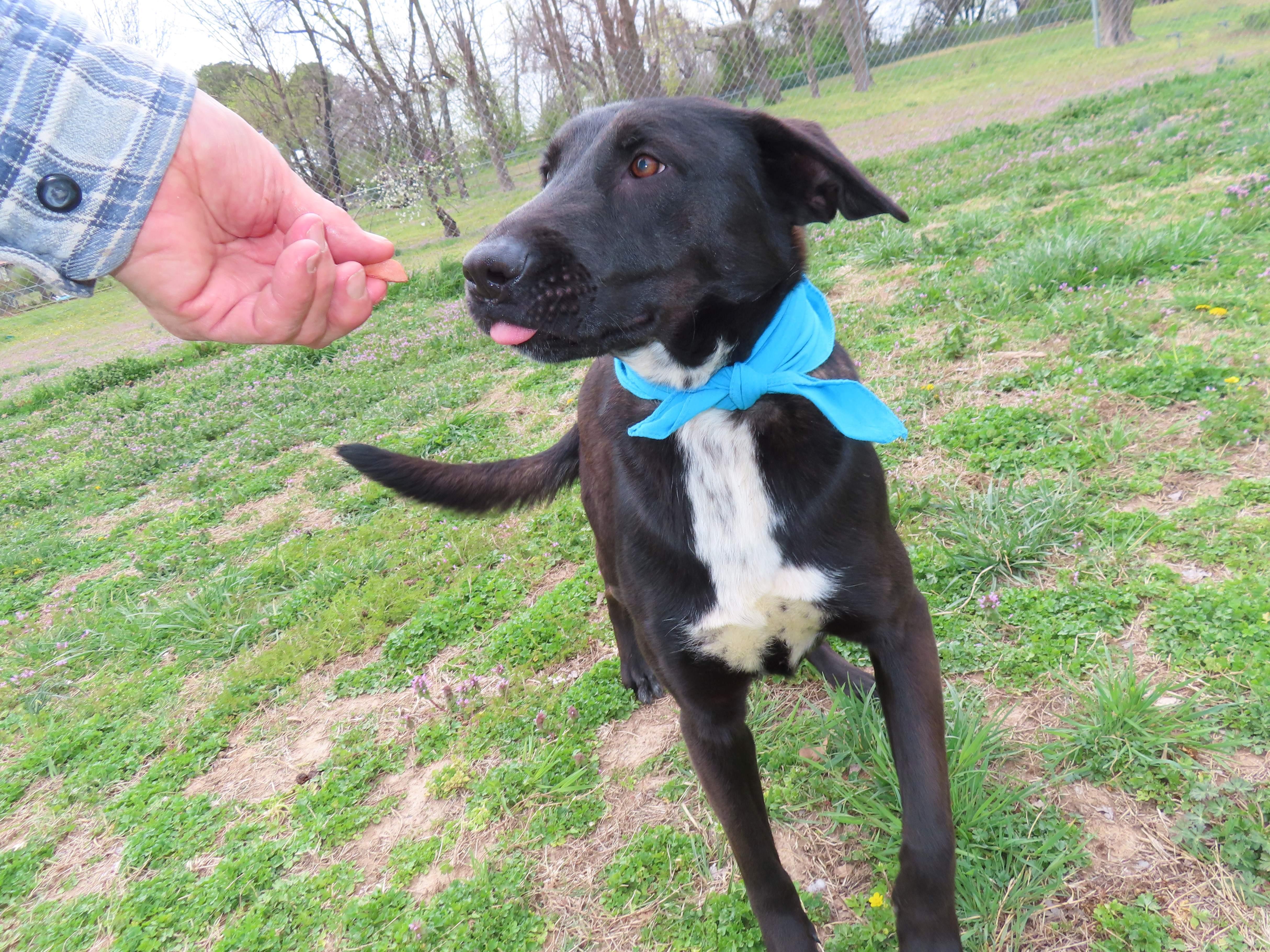 Ayden, an adoptable Black Labrador Retriever, Dutch Shepherd in St. Cloud, MN, 56301 | Photo Image 4