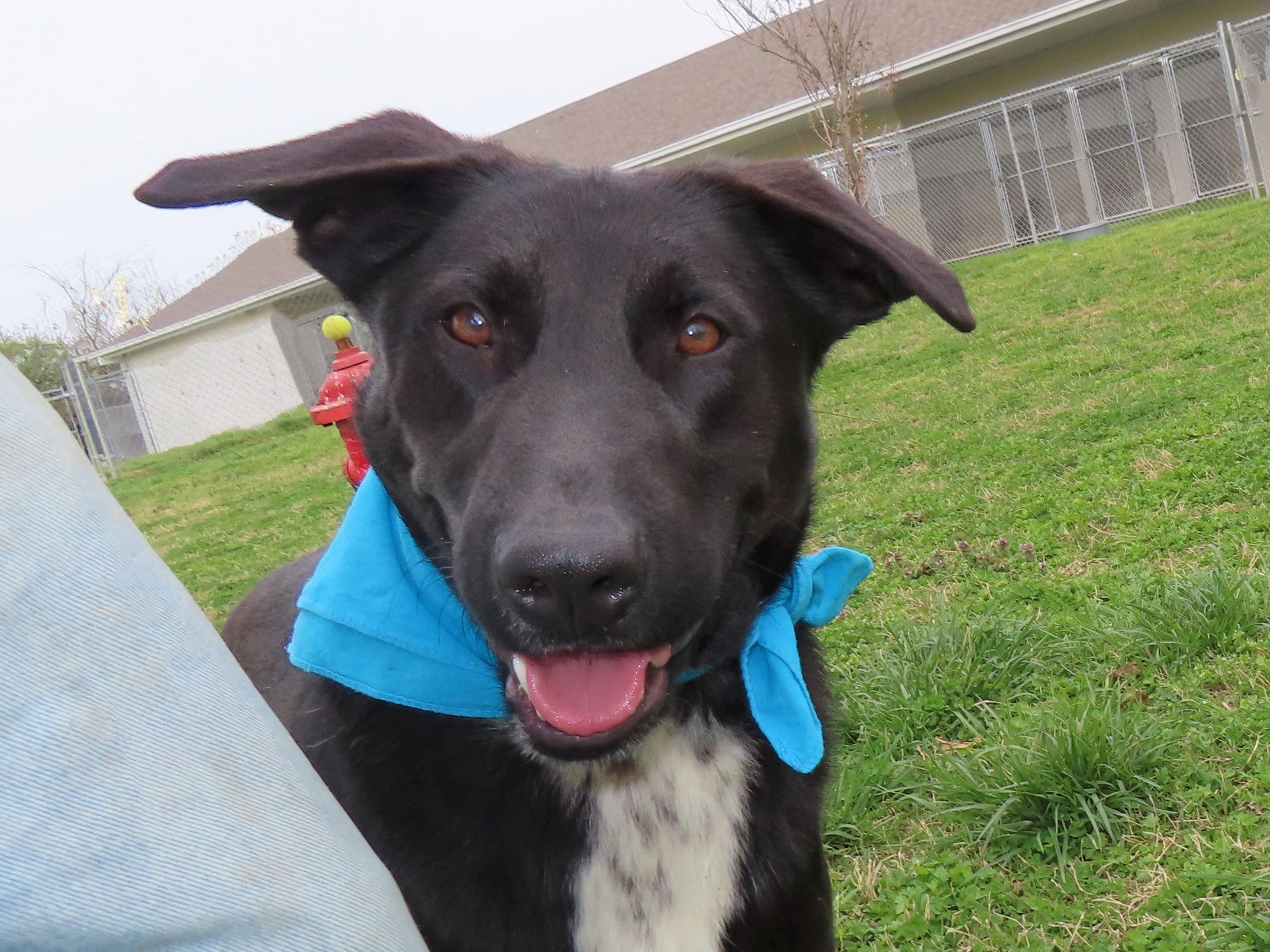 Ayden, an adoptable Black Labrador Retriever, Dutch Shepherd in St. Cloud, MN, 56301 | Photo Image 2