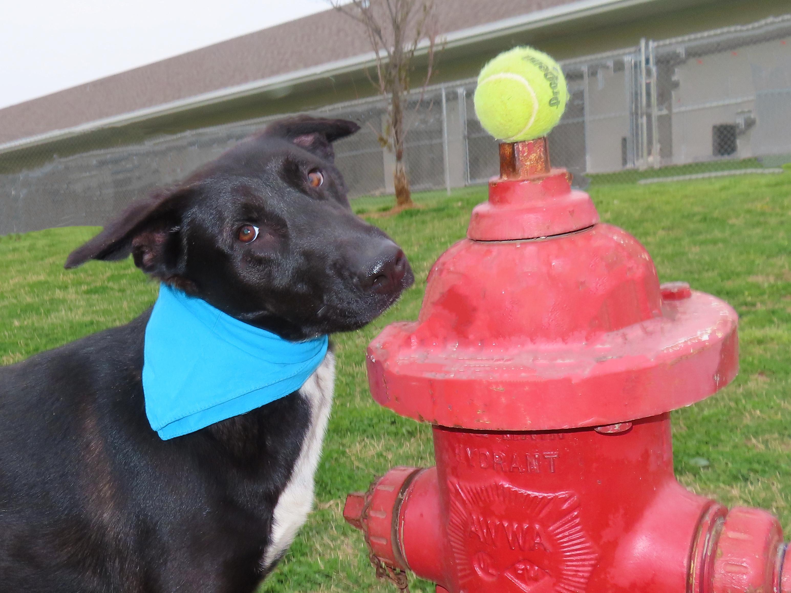 Ayden, an adoptable Black Labrador Retriever, Dutch Shepherd in St. Cloud, MN, 56301 | Photo Image 3