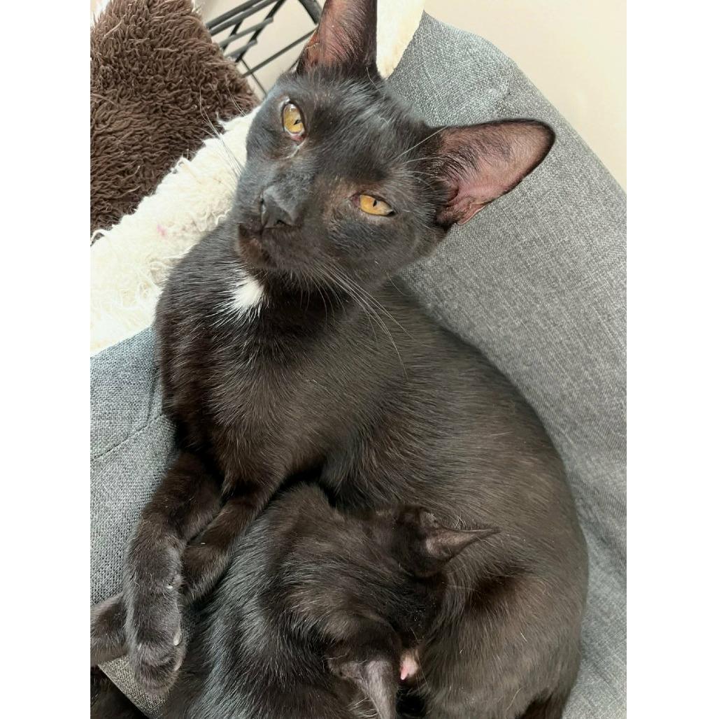 Marinara adopt with Pepperoni, a Adoptable Domestic Short Hair in Fayetteville, GA image 1/5