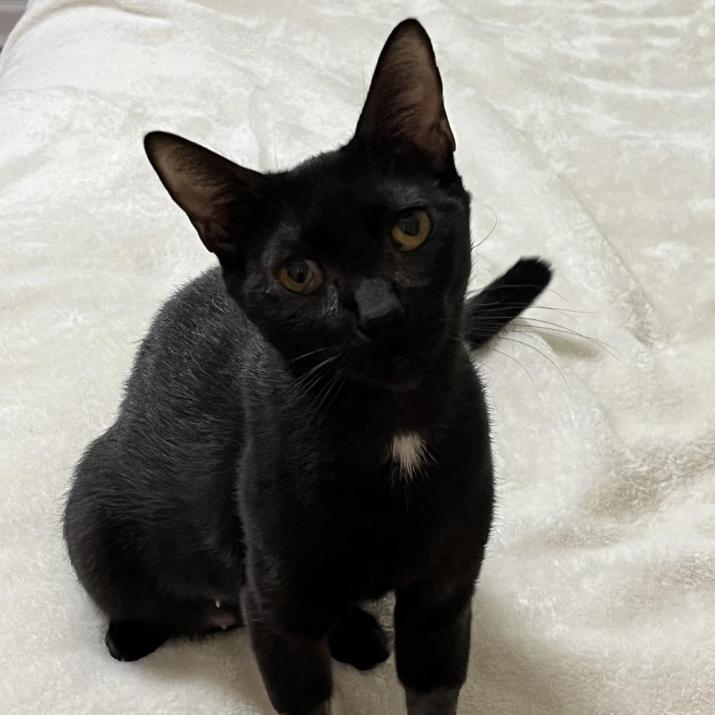 Marinara adopt with Pepperoni, a Adoptable Domestic Short Hair in Fayetteville, GA image 2/5