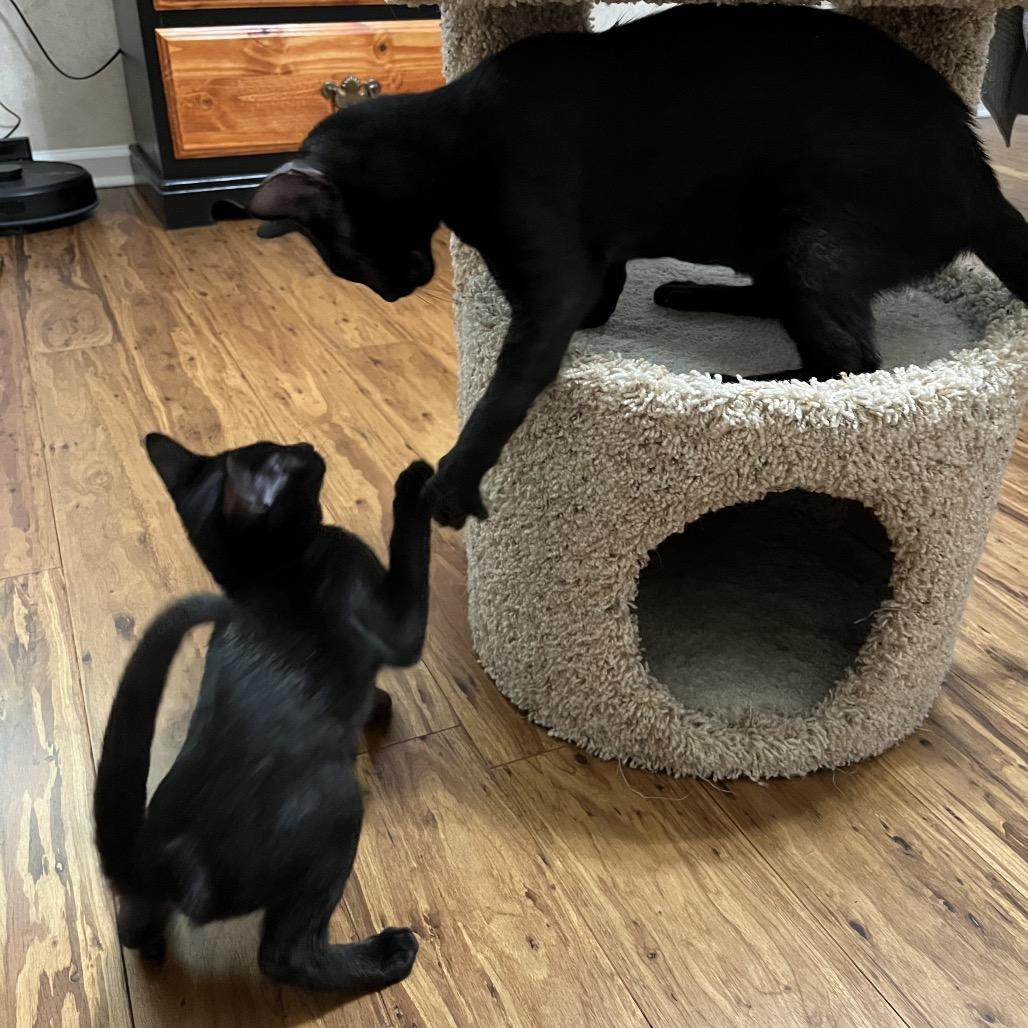 Marinara adopt with Pepperoni, a Adoptable Domestic Short Hair in Fayetteville, GA image 3/5