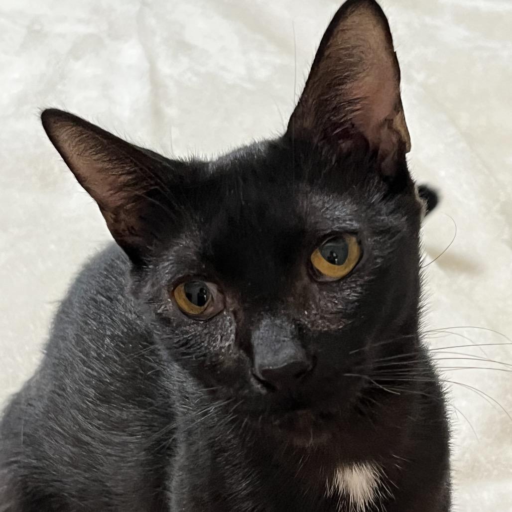 Marinara adopt with Pepperoni, a Adoptable Domestic Short Hair in Fayetteville, GA image 4/5